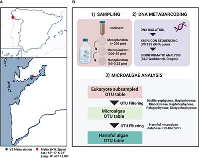 Harmful algae diversity from a coastal upwelling system detected by high-throughput sequencing